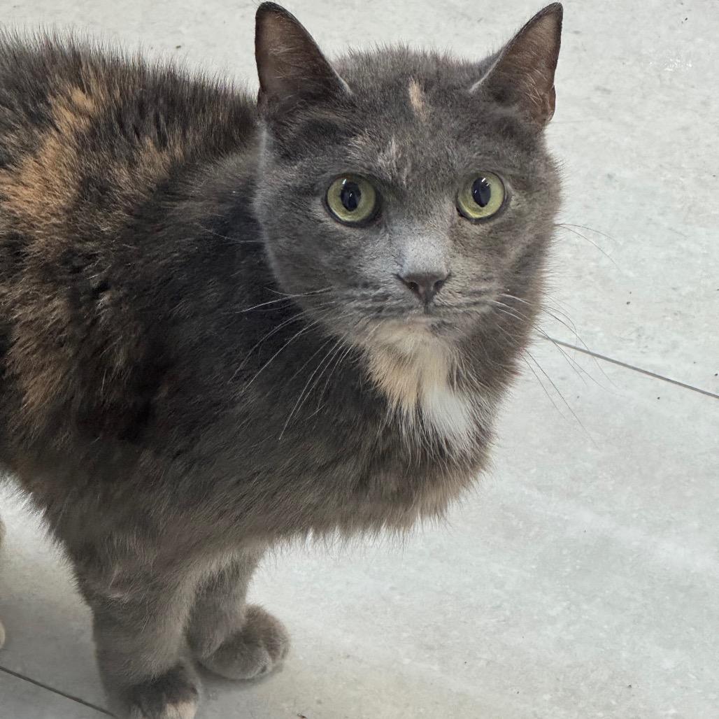 Patches ARC2026-039, a Adoptable Domestic Short Hair in Akron, NY image 1/4