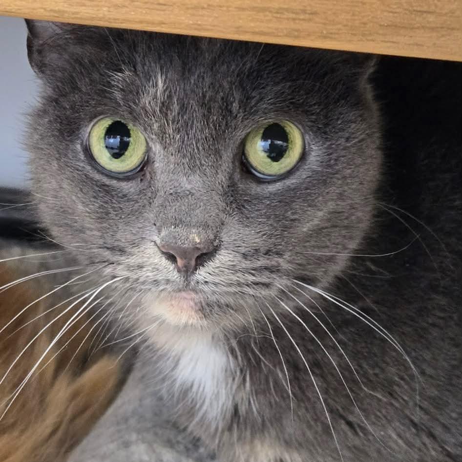 Patches ARC2026-039, a Adoptable Domestic Short Hair in Akron, NY image 2/4