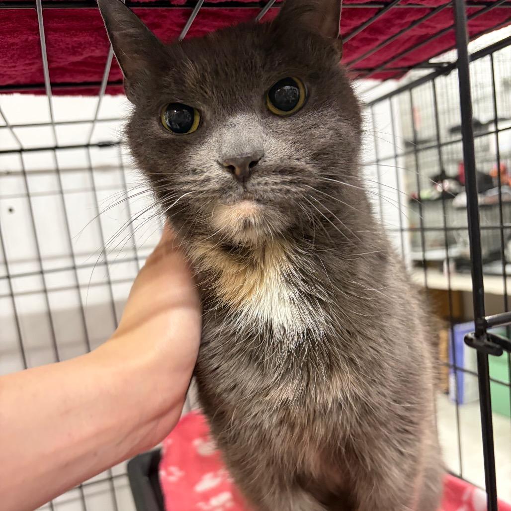 Enlarge Patches ARC2026-039, a Adoptable Domestic Short Hair in Akron, NY image 2/2