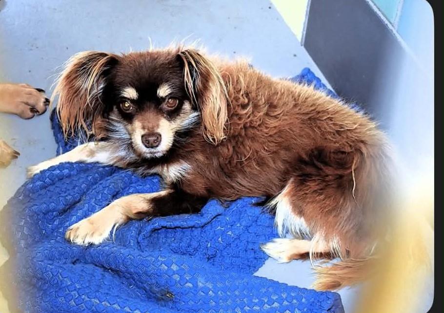 Tazz, an adopted Chihuahua in Las Vegas, NV image 3/3