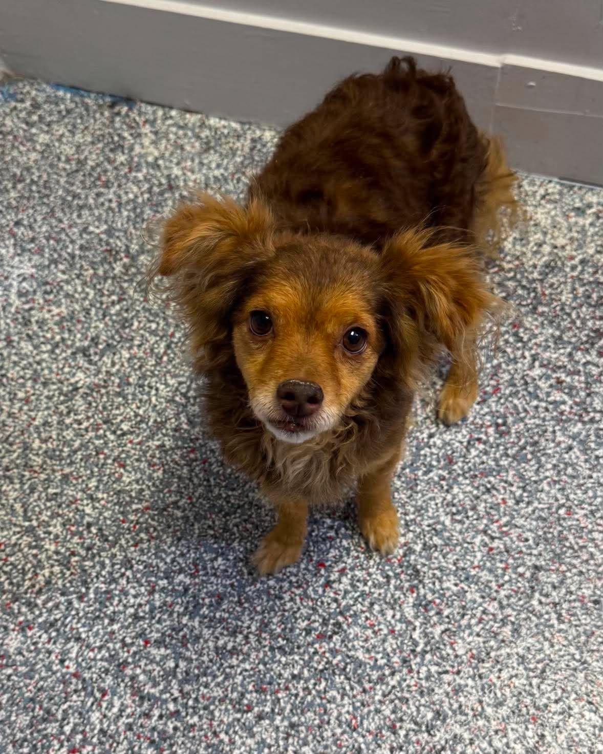 Tazz, an adopted Chihuahua in Las Vegas, NV image 2/3