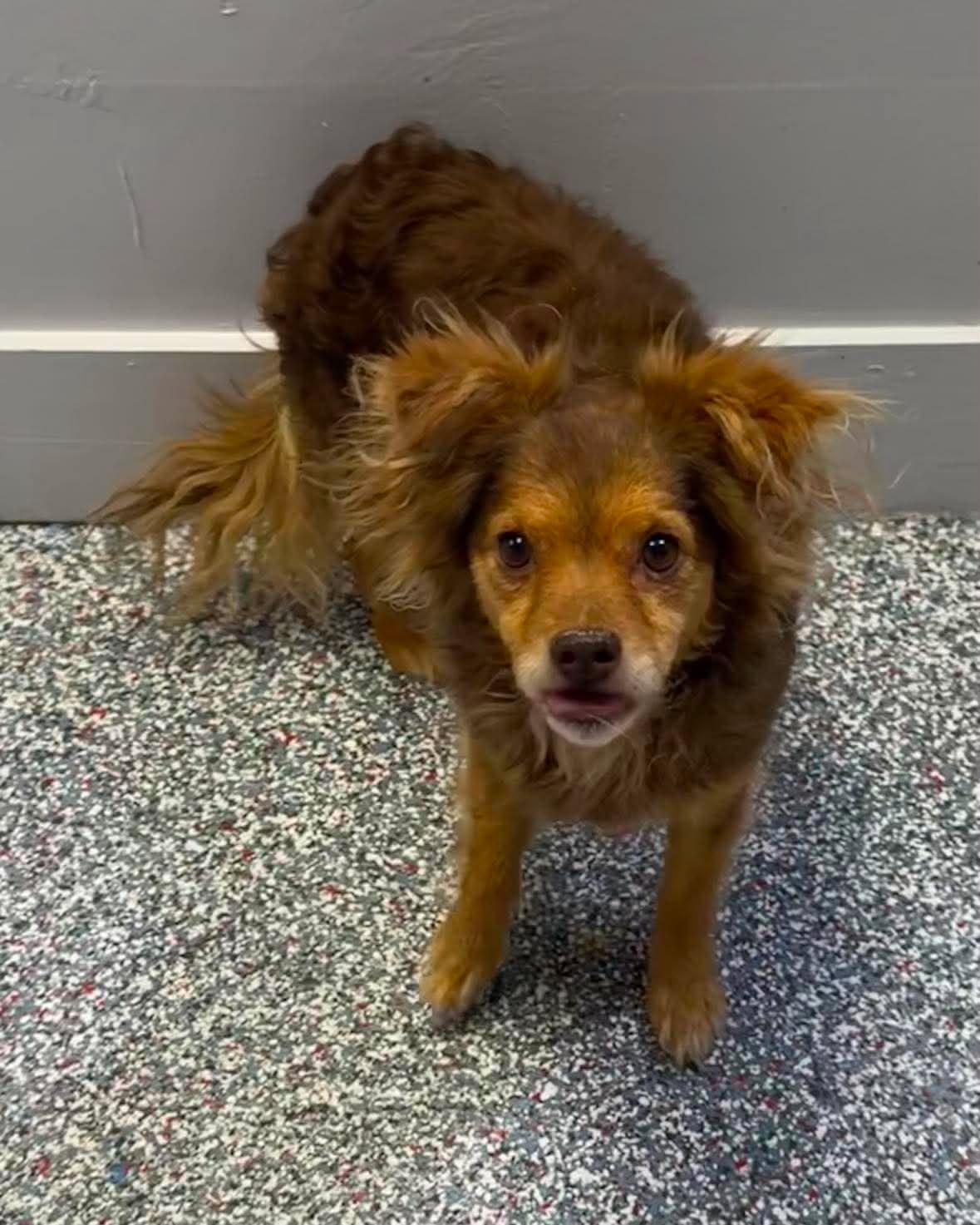 Tazz, adopted, Young Male Chihuahua.