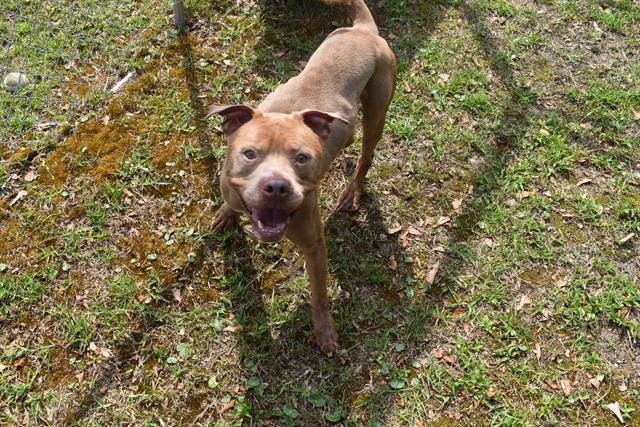 Enlarge MAX, a Adoptable mixed breed in Panama City, FL image 1/1