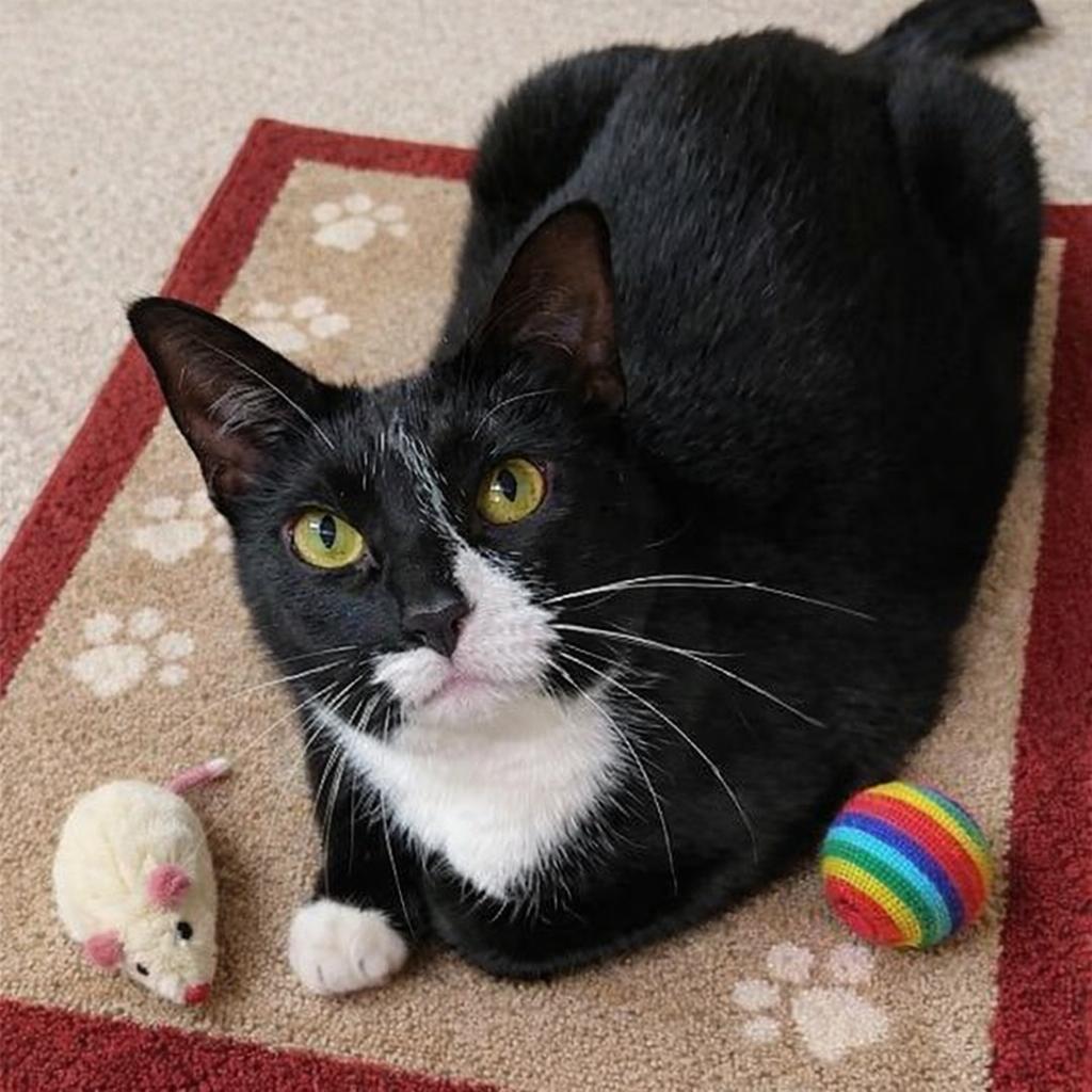 Enlarge Sammi, a ADOPTABLE mixed breed in Orchard Park, NY image 1/1