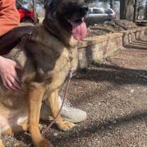 Enlarge Purple, a Adoptable German Shepherd Dog in Northlake, IL image 5/5