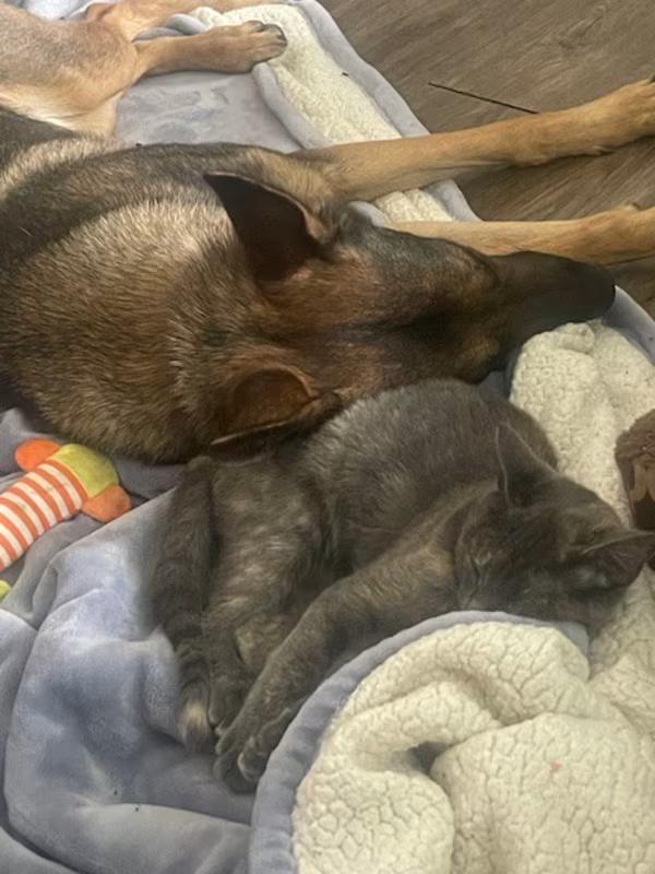 Enlarge Purple, a Adoptable German Shepherd Dog in Northlake, IL image 3/5