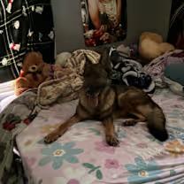 Enlarge Purple, a Adoptable German Shepherd Dog in Northlake, IL image 1/5