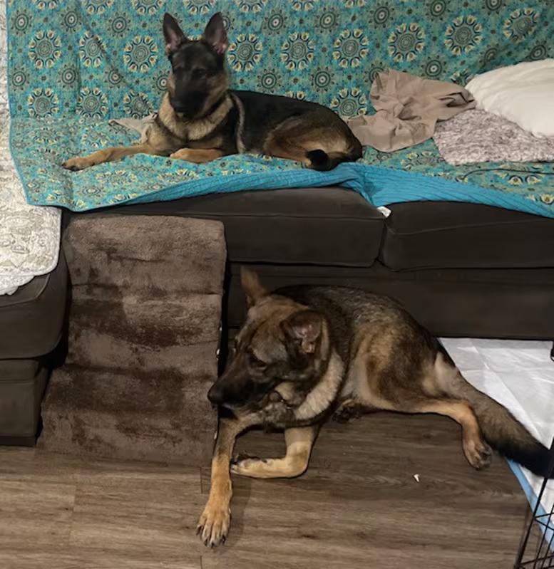 Enlarge Purple, a Adoptable German Shepherd Dog in Northlake, IL image 2/5