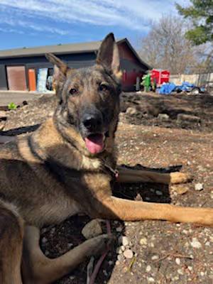Purple, Adoptable, Young Female German Shepherd Dog.