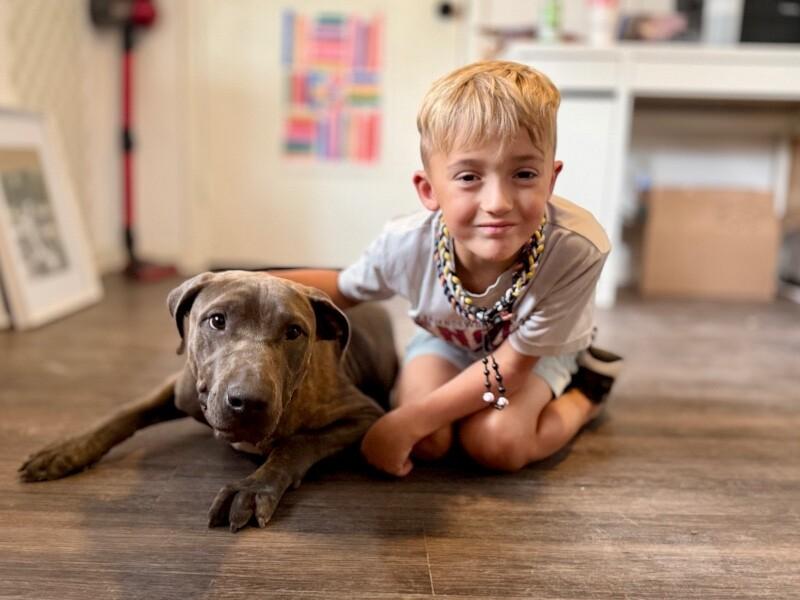 Fizz with that Soul Dog Spark, Adoptable, Adult Female Labrador Retriever & Weimaraner.