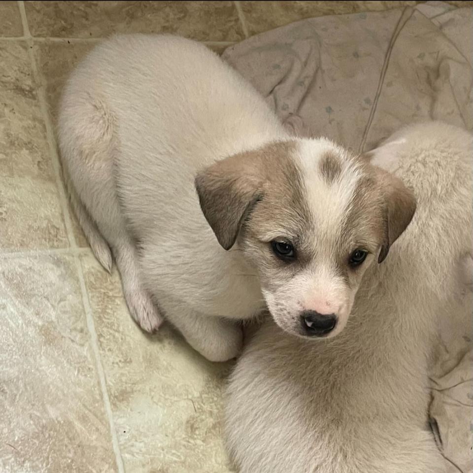 Martha, Adoptable, Puppy Female Mixed Breed.