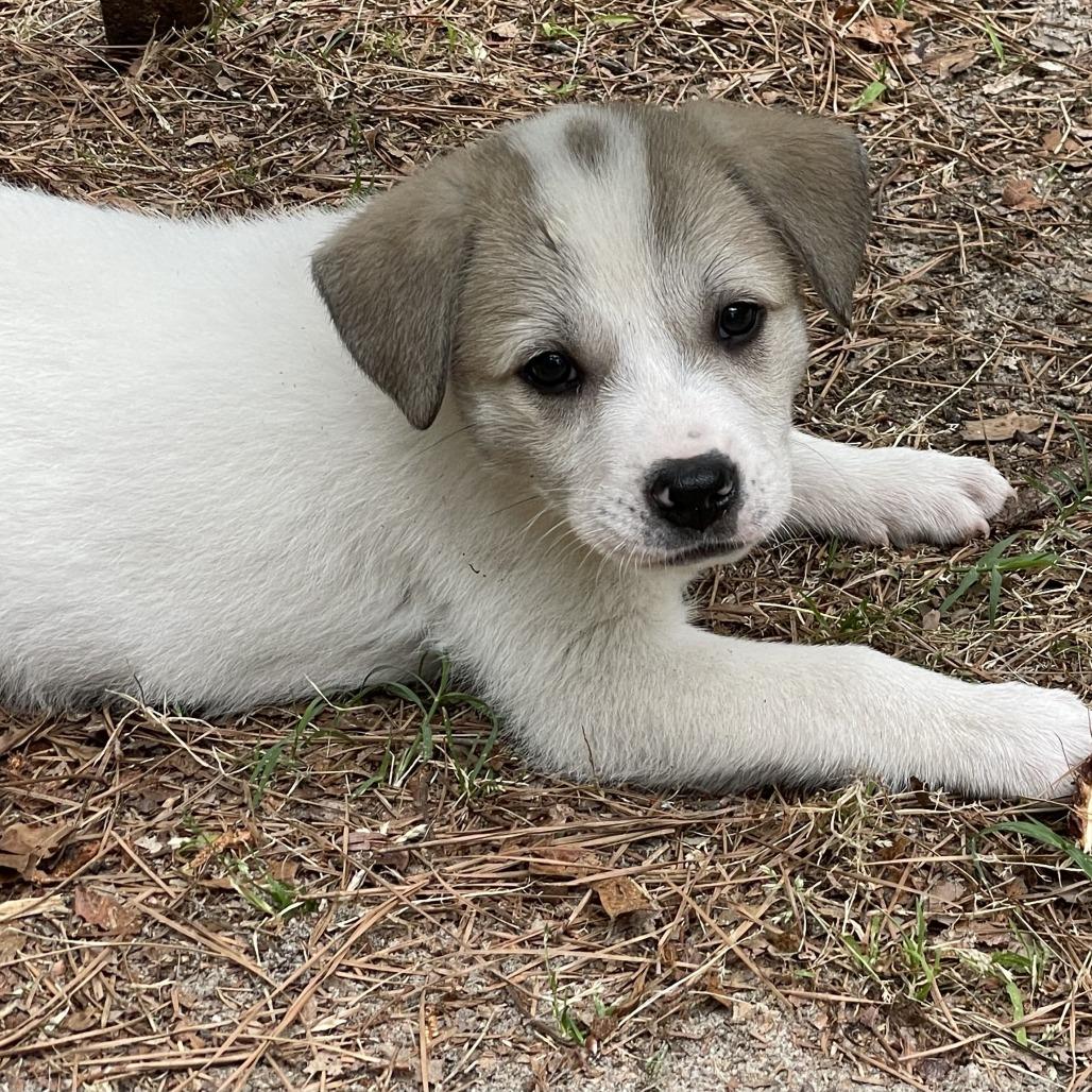 Enlarge Martha, a Adoptable Mixed Breed in Raleigh, NC image 2/6