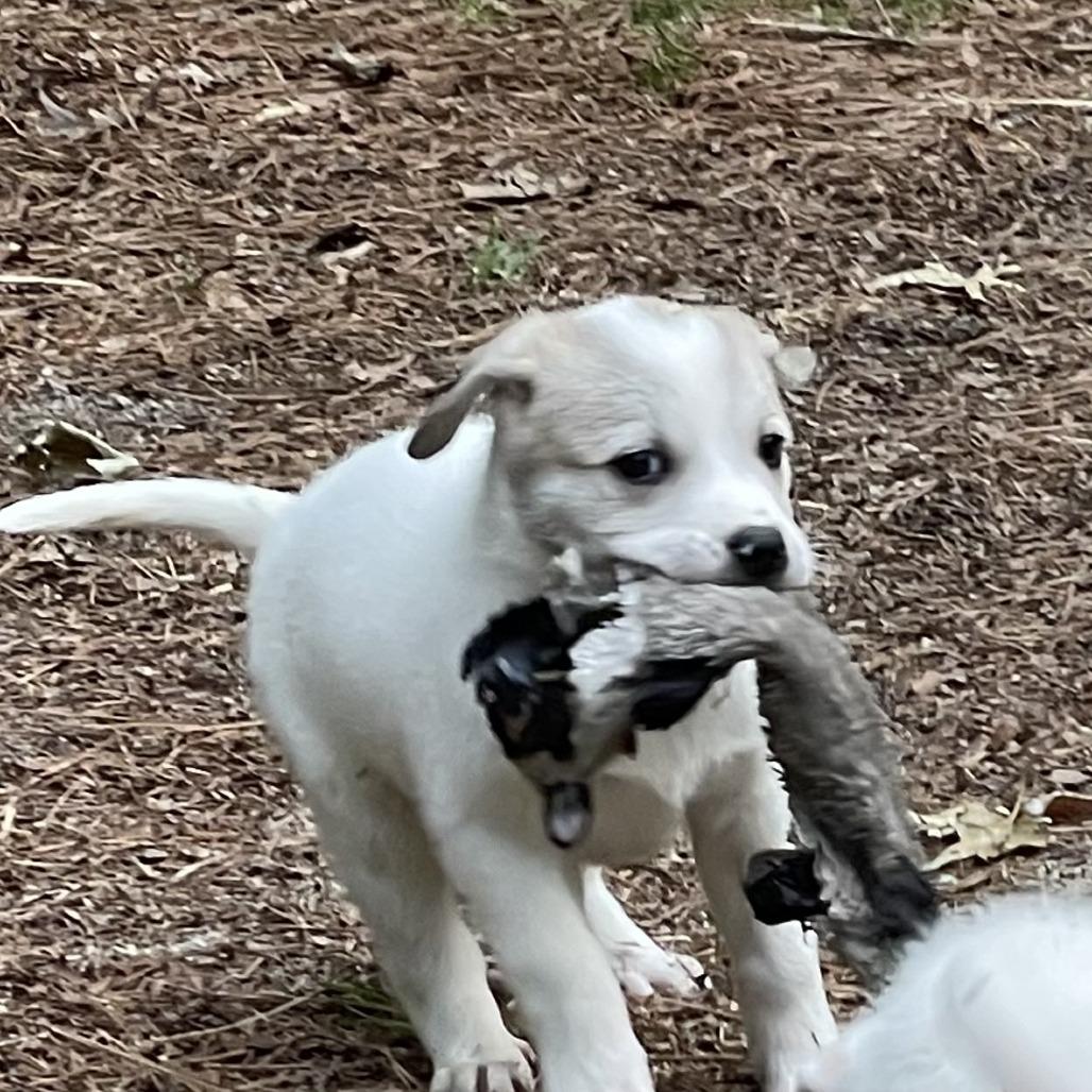 Enlarge Martha, a Adoptable Mixed Breed in Raleigh, NC image 3/6