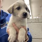 Enlarge Martha, a Adoptable Mixed Breed in Raleigh, NC image 5/6