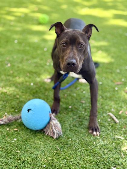 Valor - 2, Adoptable, Young Male Pit Bull Terrier & Mixed Breed.