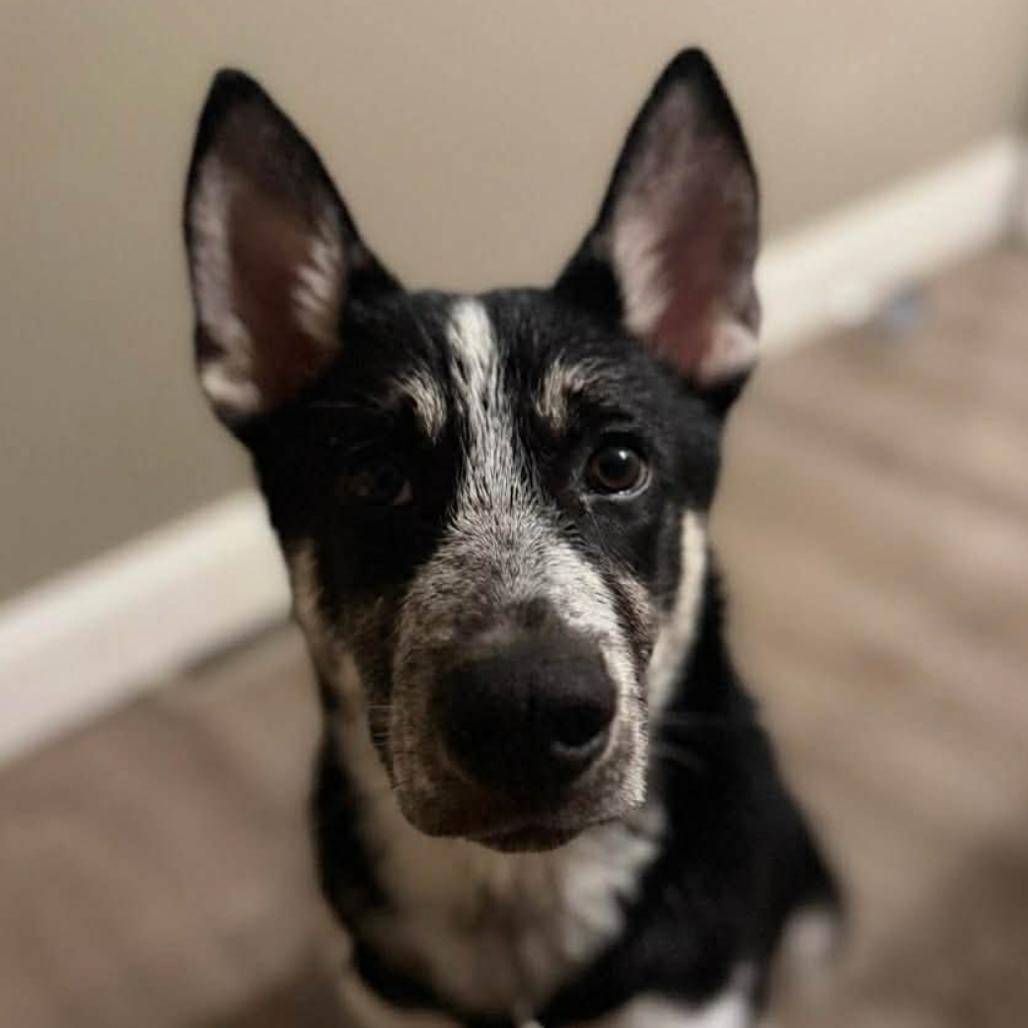 Niko, Adoptable, Young Male Husky.