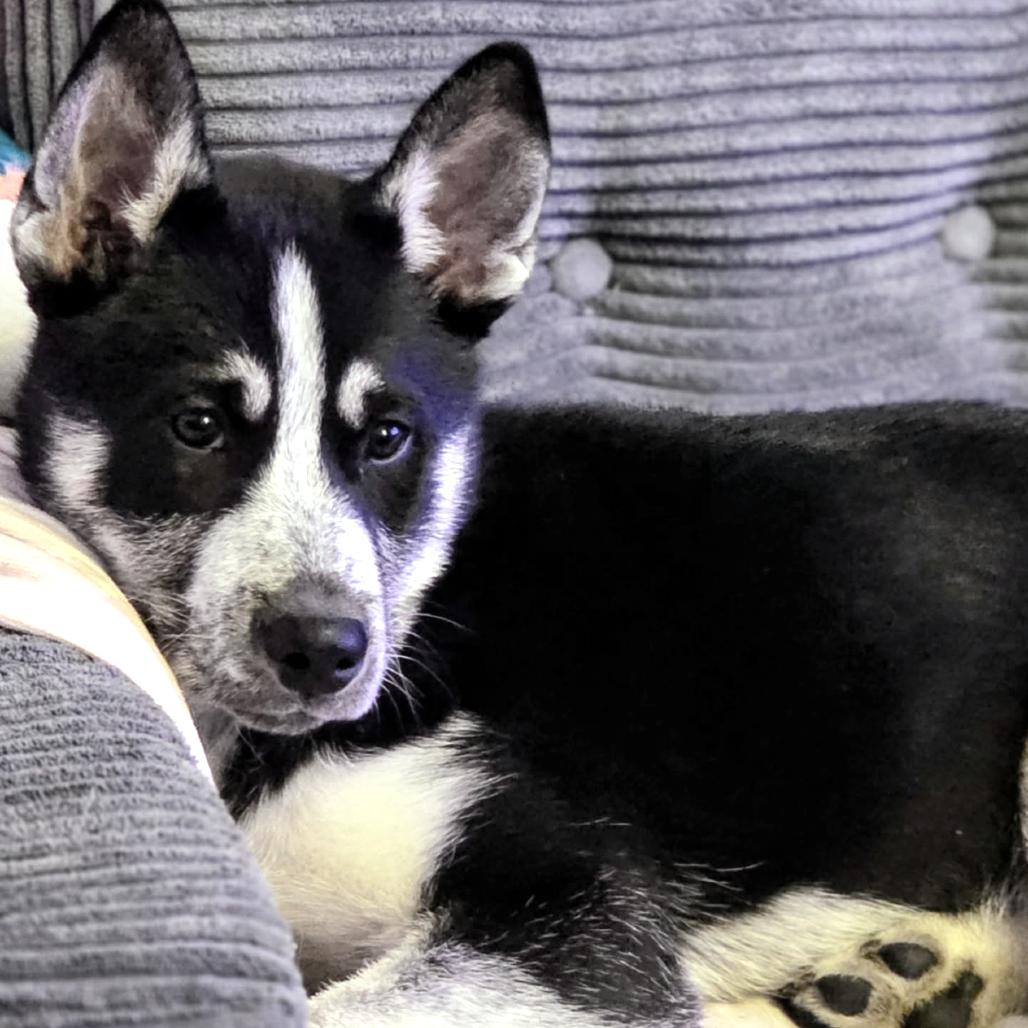 Enlarge Niko, a Adoptable Husky in Rogersville, MO image 2/3