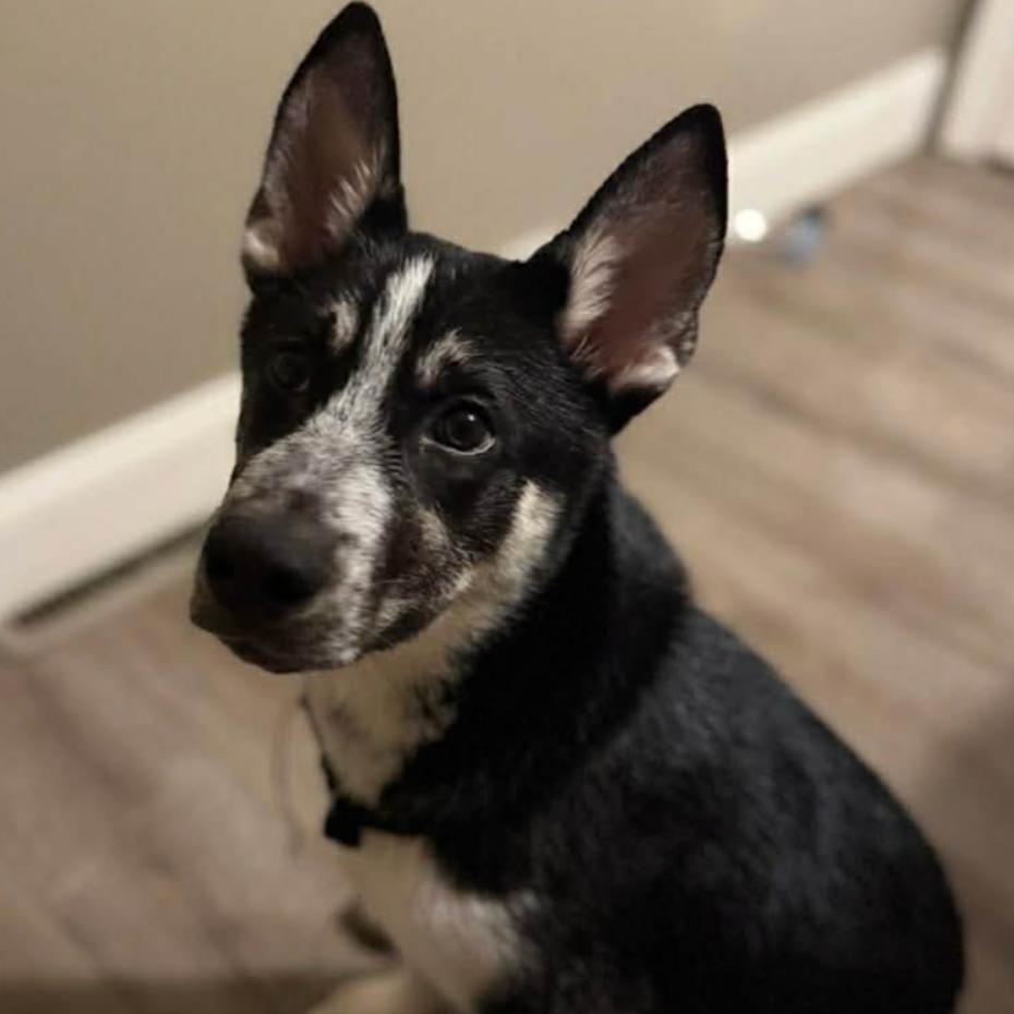 Enlarge Niko, a Adoptable Husky in Rogersville, MO image 3/3
