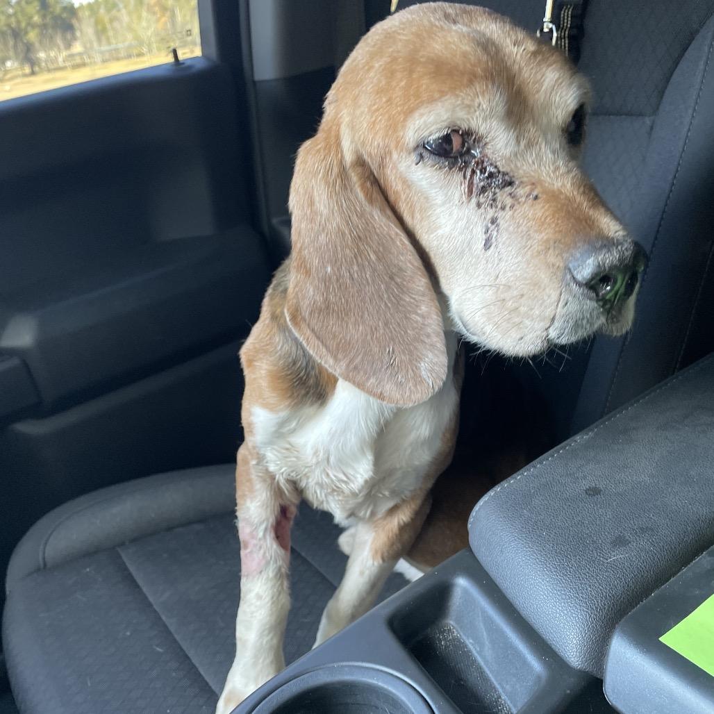 Pilgrim — thumbnail 3