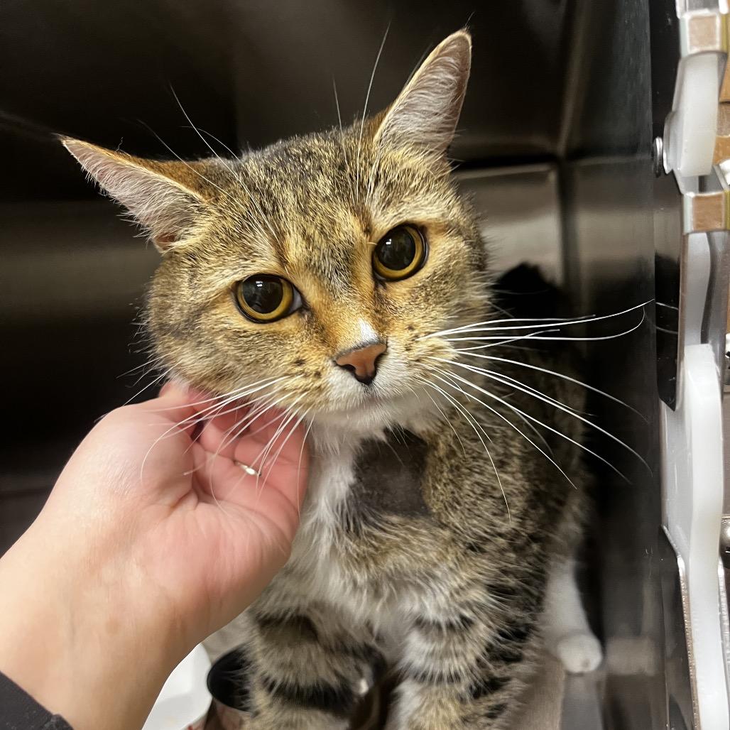 Stray 12/26/25 "Agatha", Adoptable, Adult Female Domestic Short Hair.