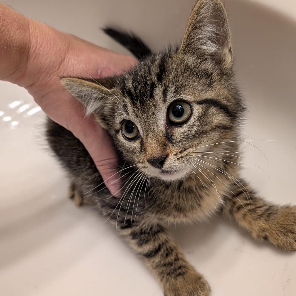 Soda Pop, Adoptable, Young Male Domestic Short Hair.