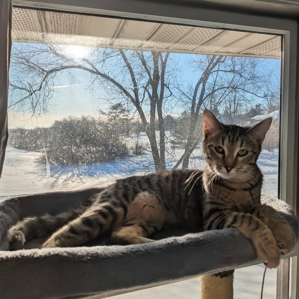 Enlarge Soda Pop, a Adoptable Domestic Short Hair in Winchester, VA image 2/4