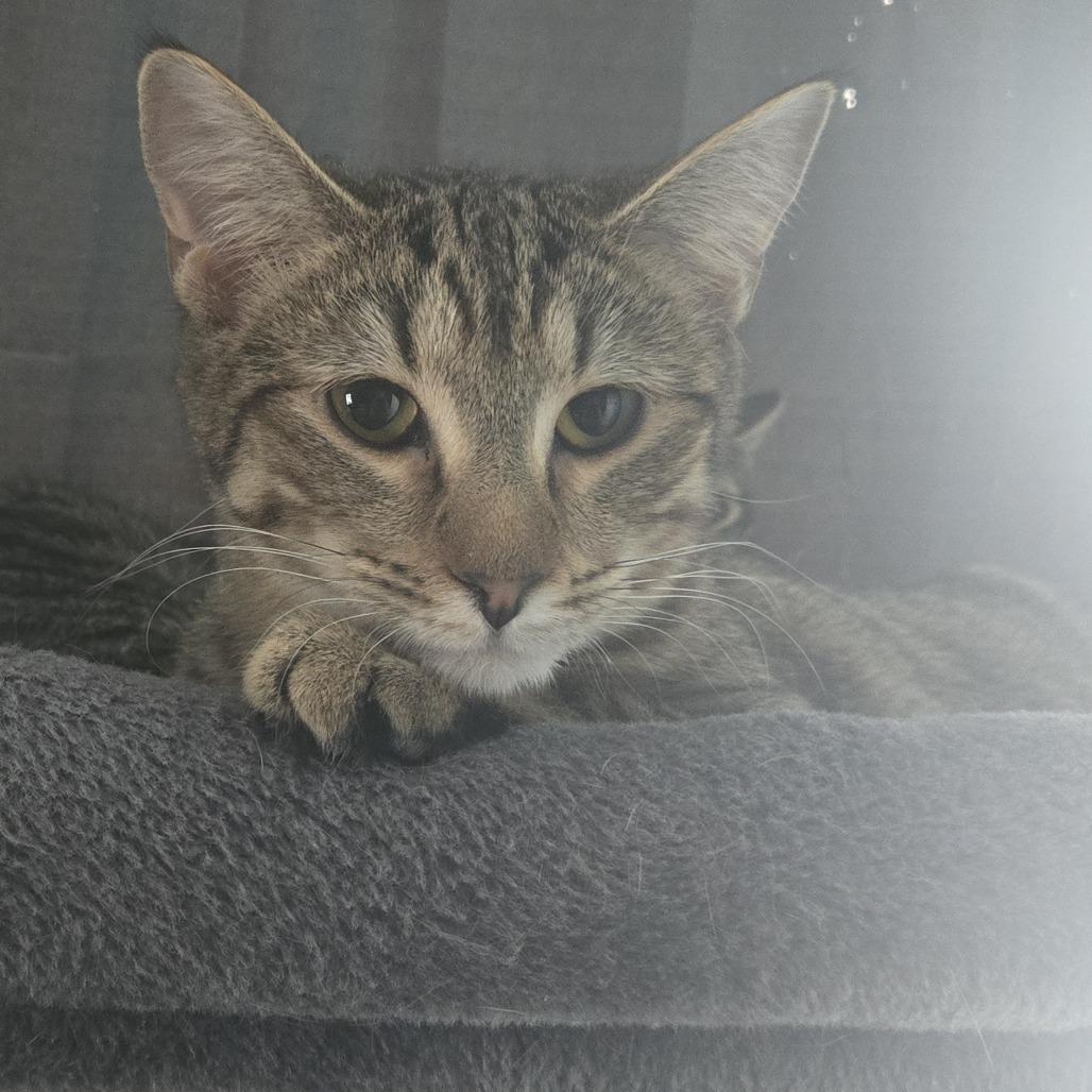 Enlarge Soda Pop, a Adoptable Domestic Short Hair in Winchester, VA image 3/4