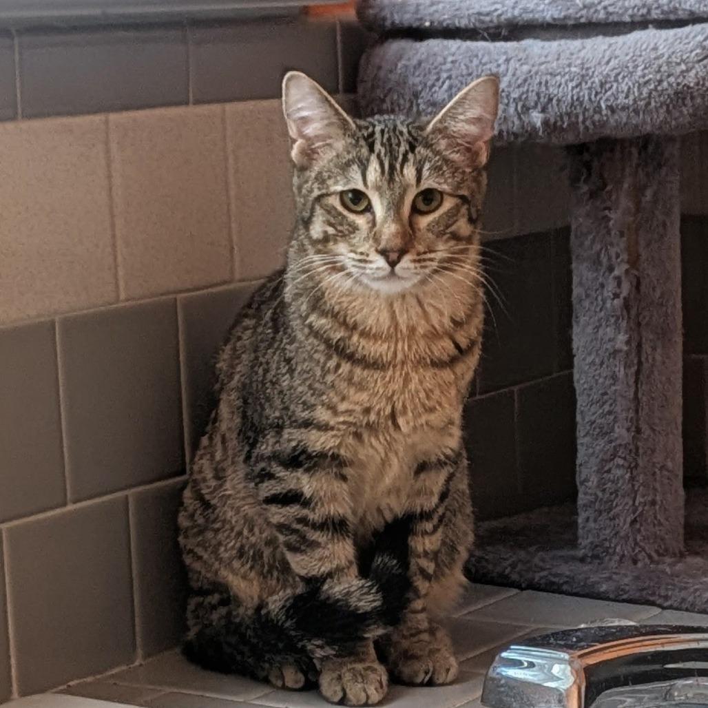 Enlarge Soda Pop, a Adoptable Domestic Short Hair in Winchester, VA image 4/4