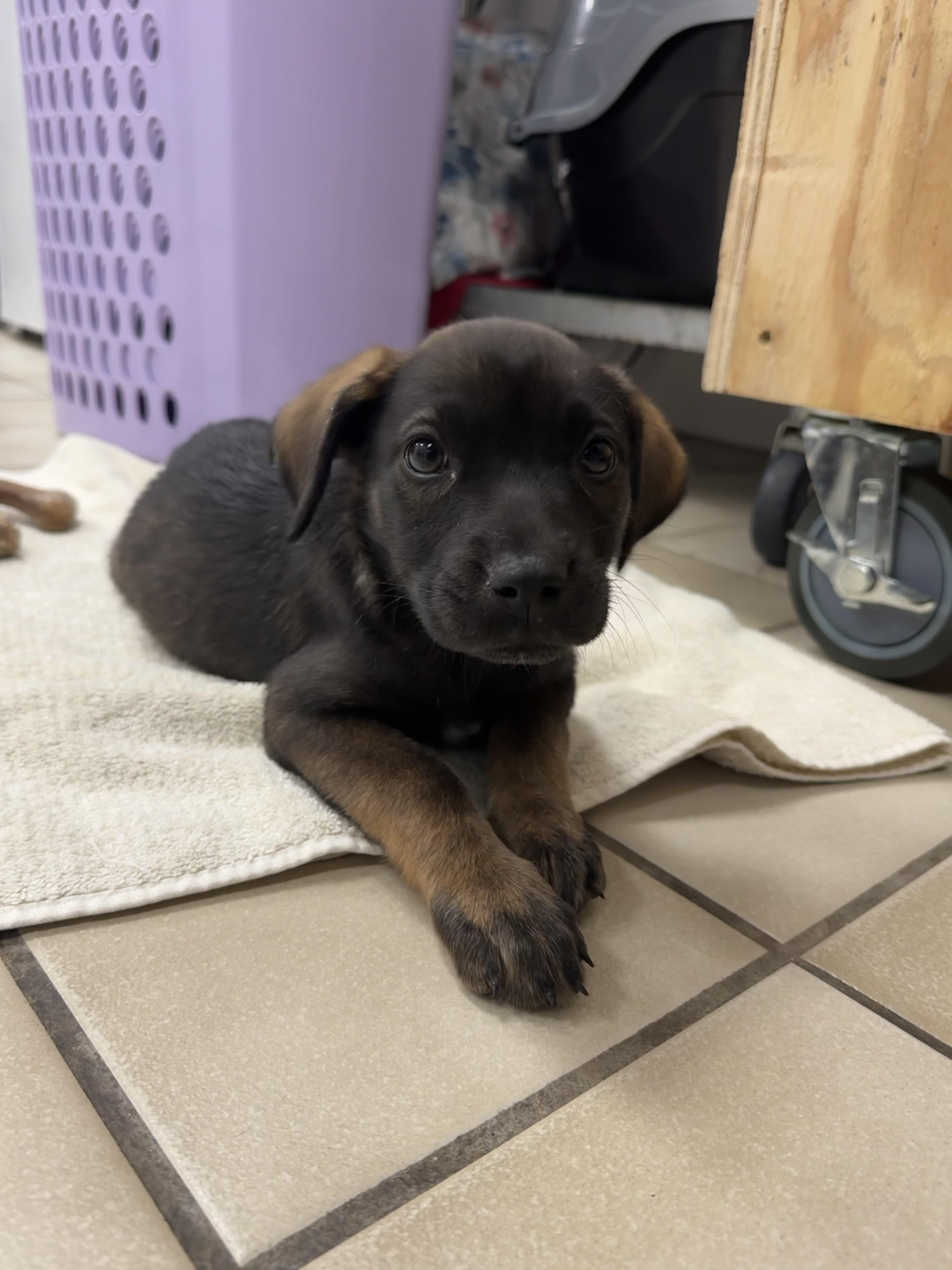 Enlarge Hollie, a Adoptable mixed breed in Ponchatoula, LA image 3/6