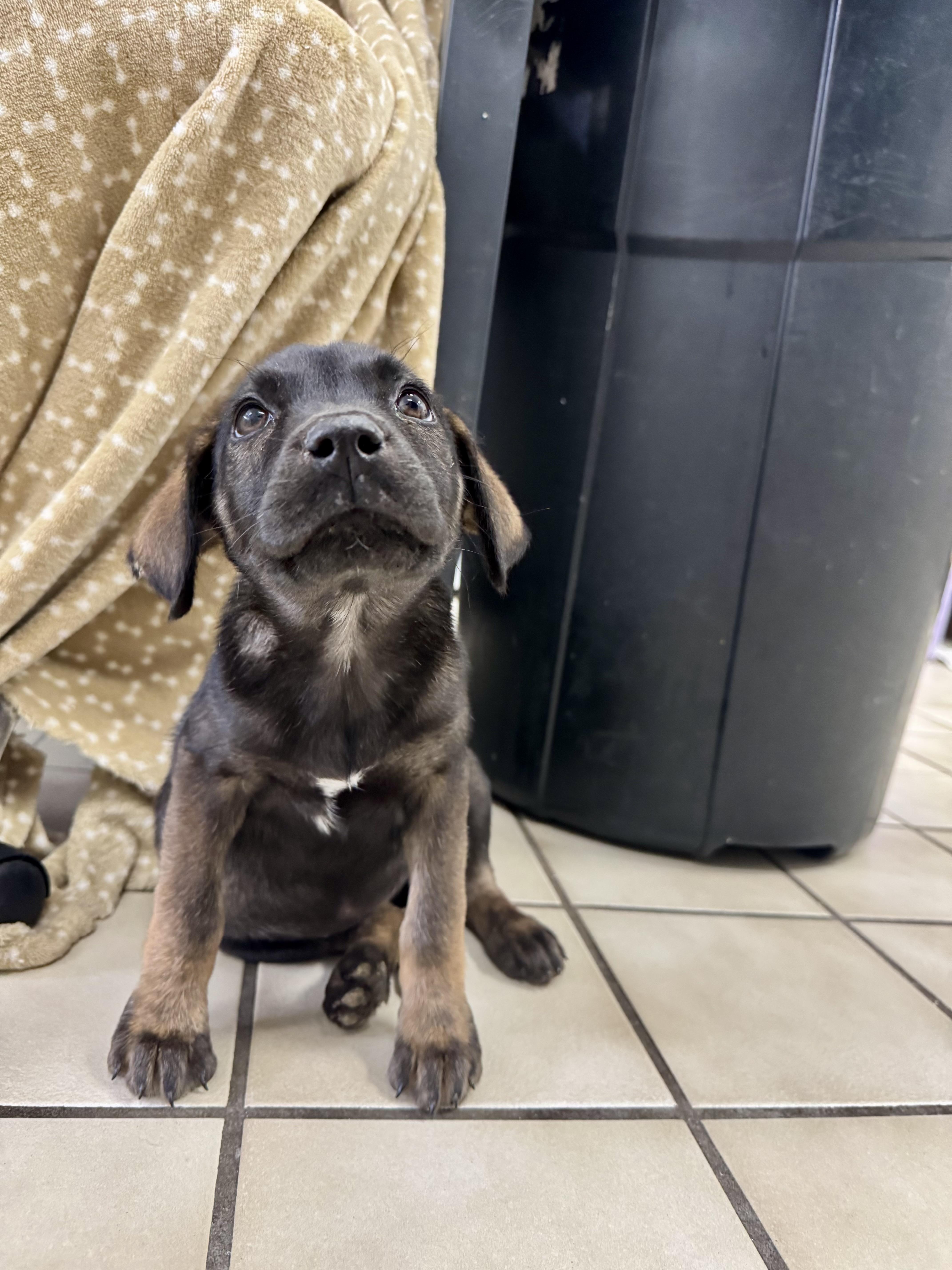 Enlarge Hollie, a Adoptable mixed breed in Ponchatoula, LA image 2/6