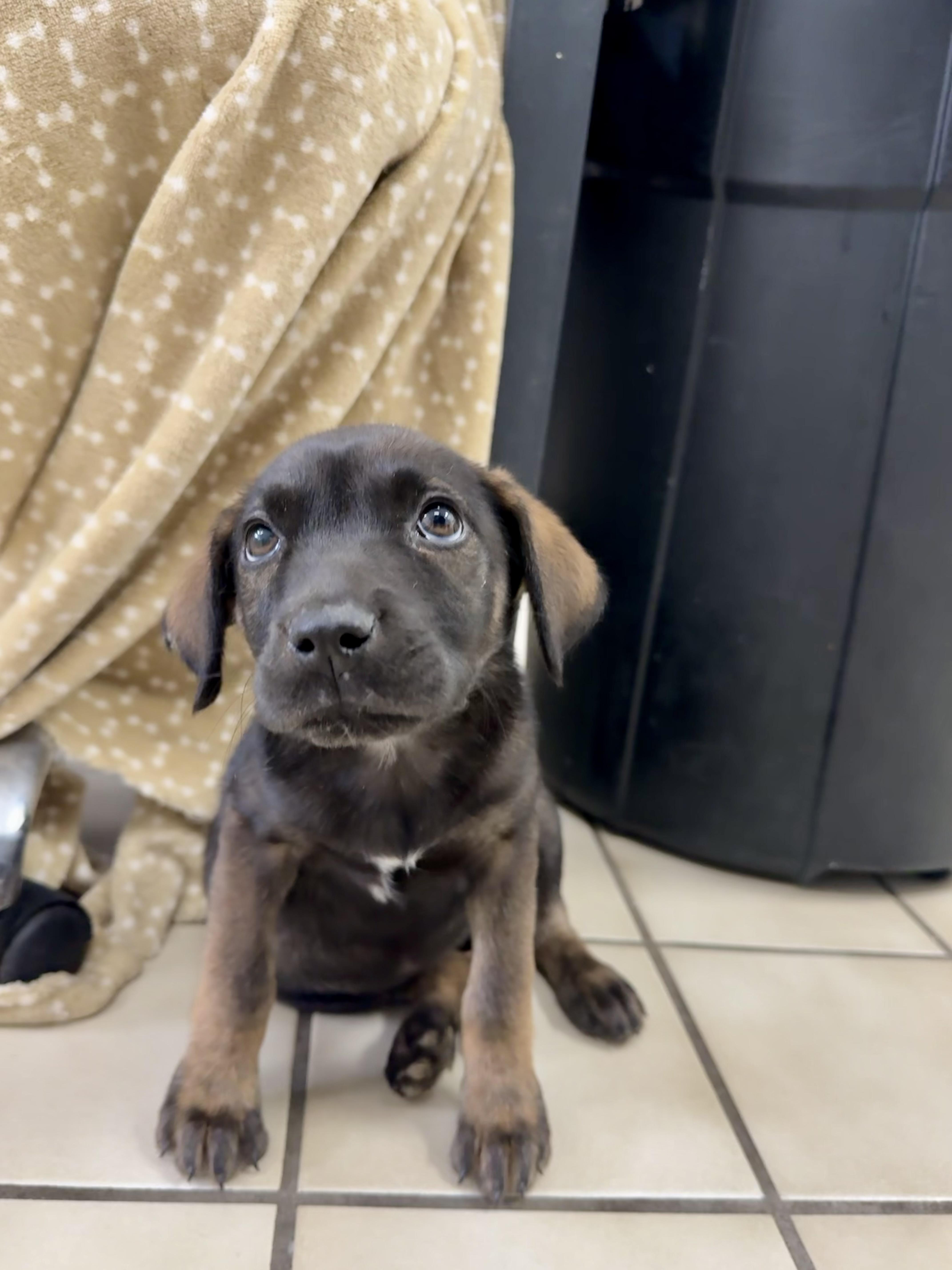 Hollie, Adoptable, Puppy Female Shepherd & Hound.