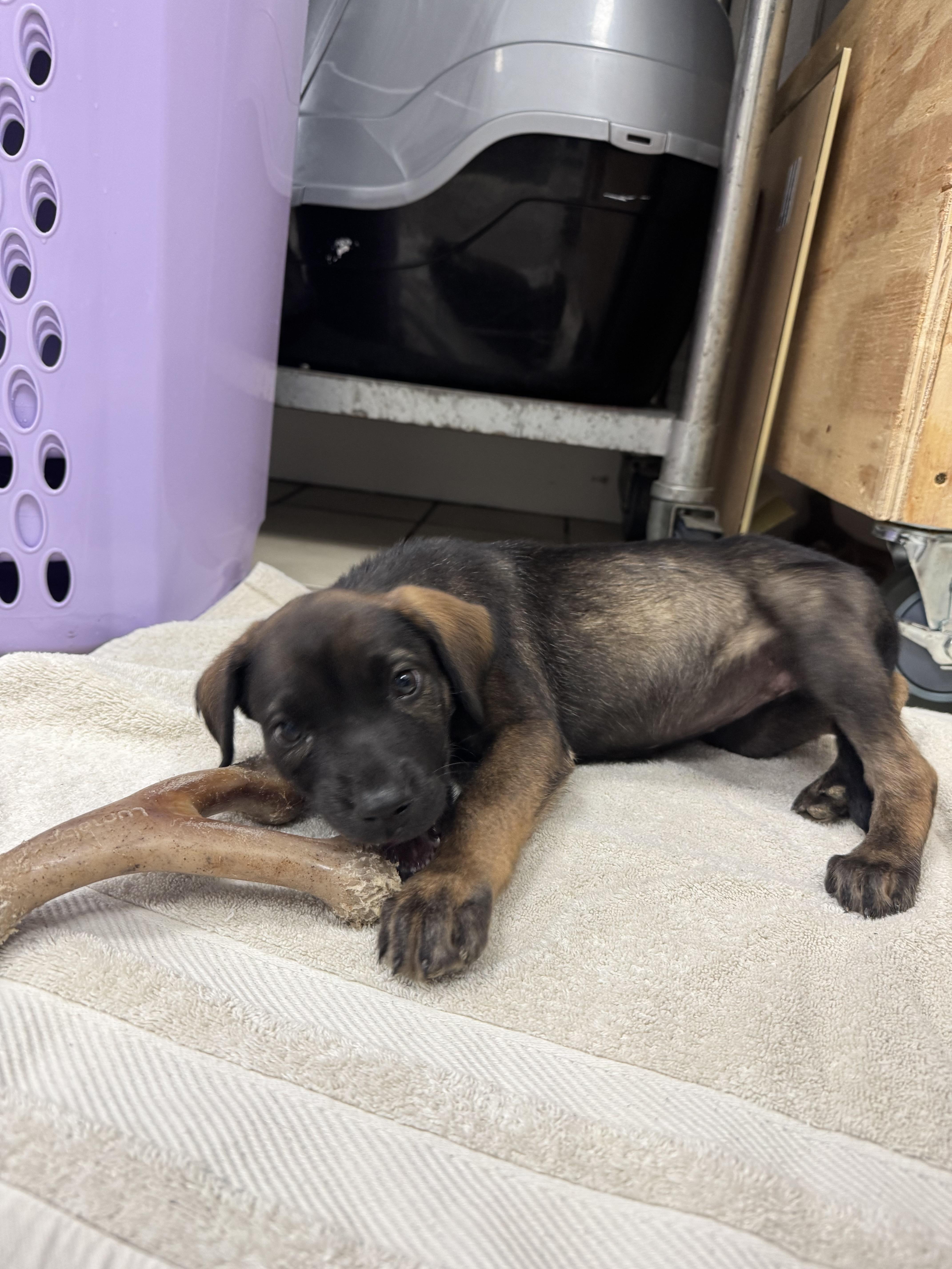 Enlarge Hollie, a Adoptable mixed breed in Ponchatoula, LA image 4/6