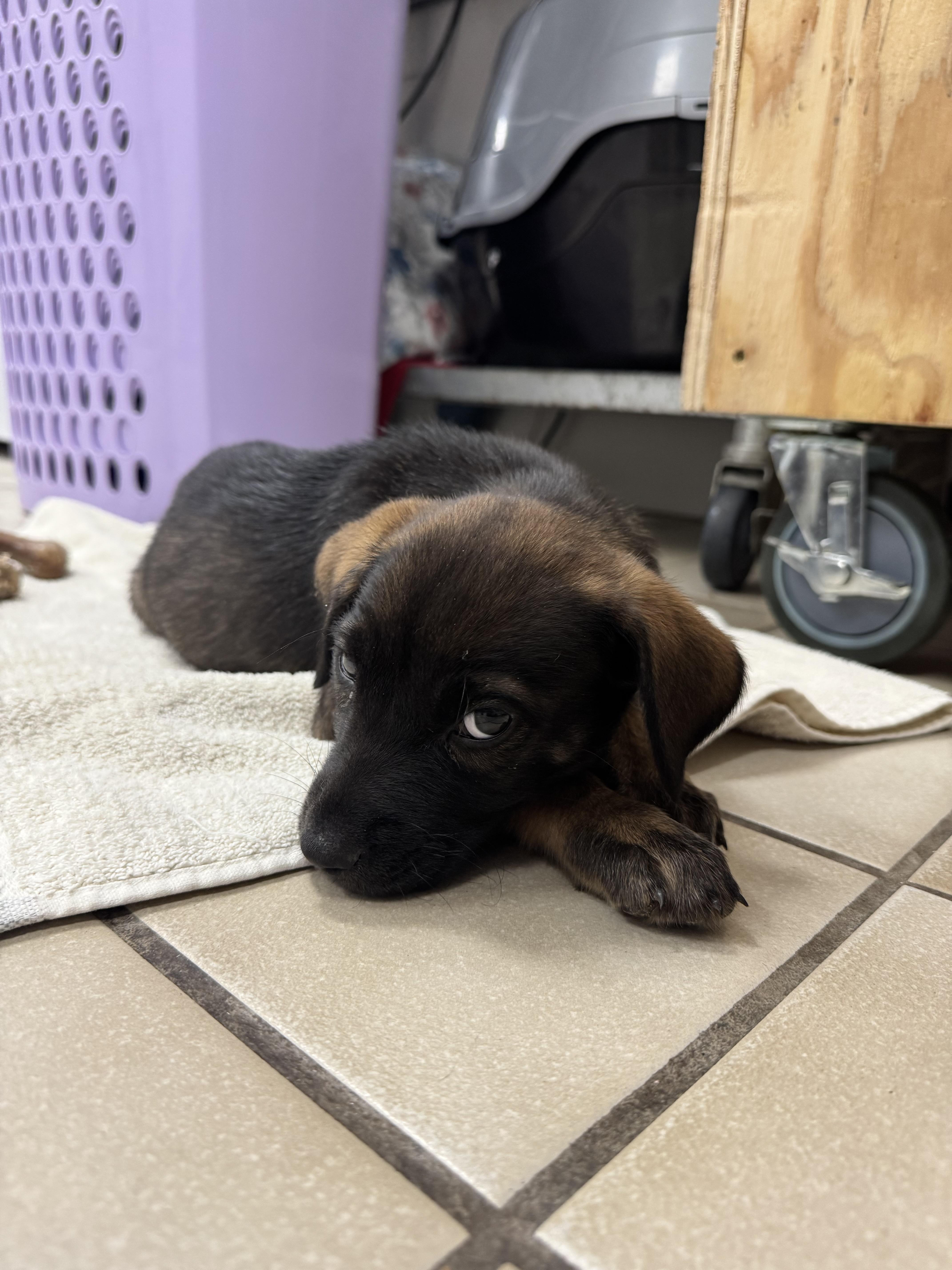 Enlarge Hollie, a Adoptable mixed breed in Ponchatoula, LA image 5/6