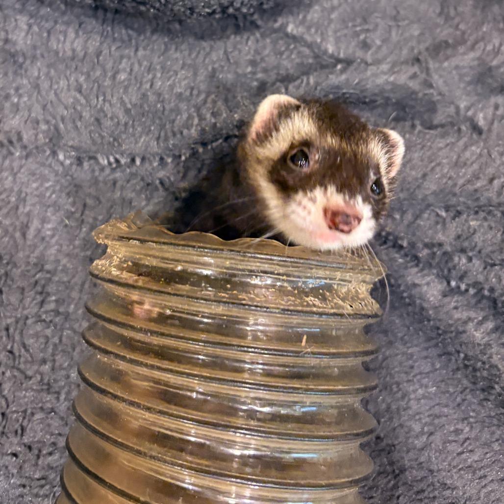 Enlarge Girl Boss, a Adoptable Ferret in South Burlington, VT image 1/6