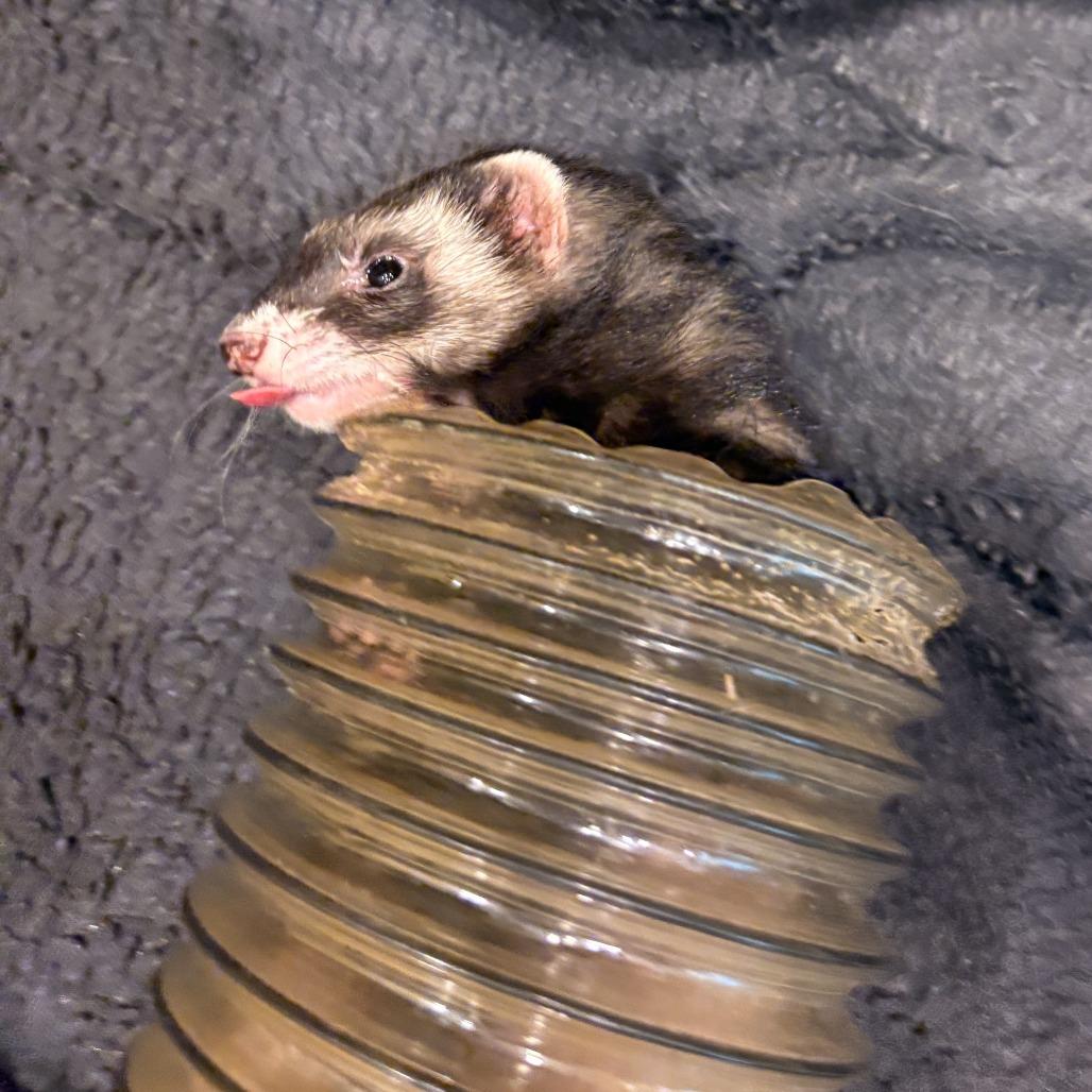 Enlarge Girl Boss, a Adoptable Ferret in South Burlington, VT image 2/6