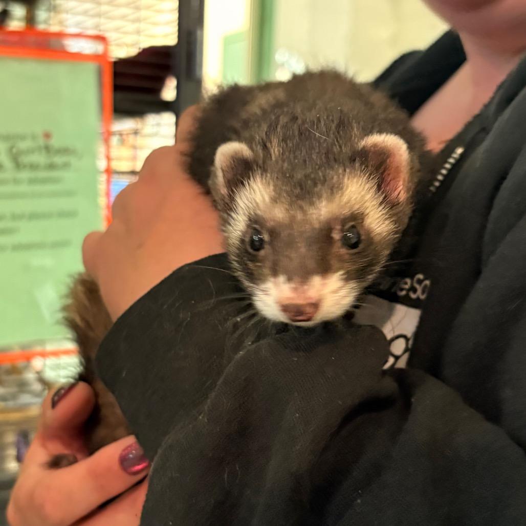 Enlarge Girl Boss, a Adoptable Ferret in South Burlington, VT image 3/6