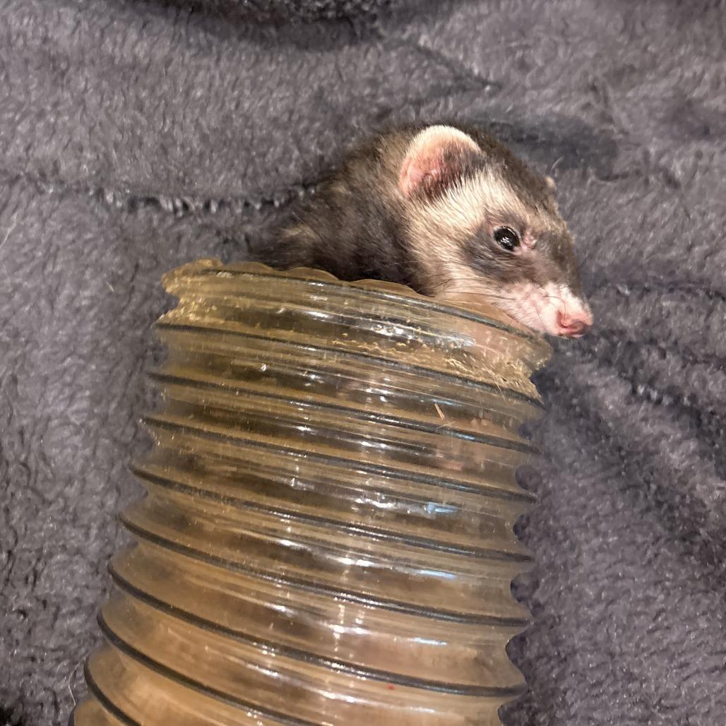 Enlarge Girl Boss, a Adoptable Ferret in South Burlington, VT image 4/6