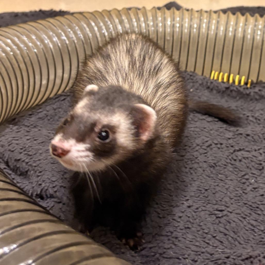 Enlarge Girl Boss, a Adoptable Ferret in South Burlington, VT image 5/6