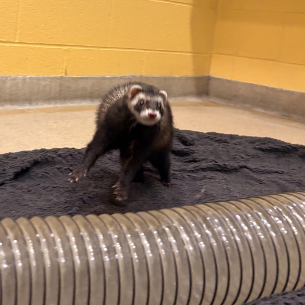 Enlarge Girl Boss, a Adoptable Ferret in South Burlington, VT image 6/6