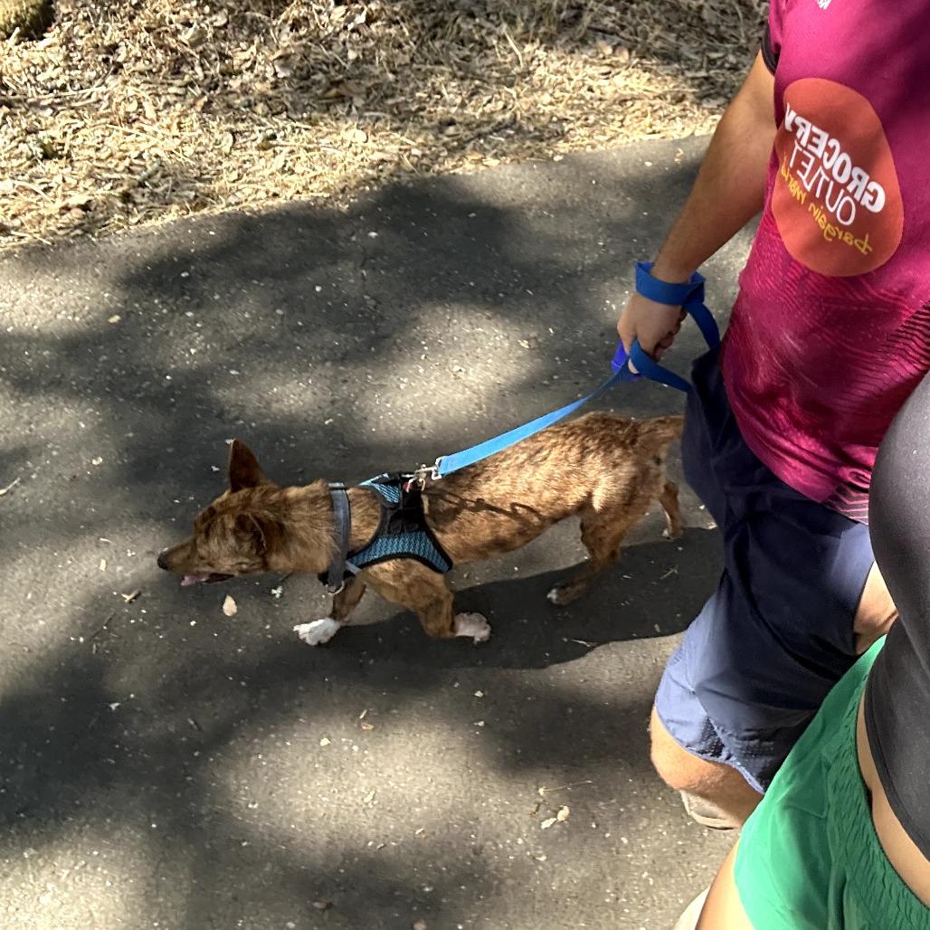 Enlarge Sunny, a Adoptable mixed breed in Sonoma, CA image 1/6