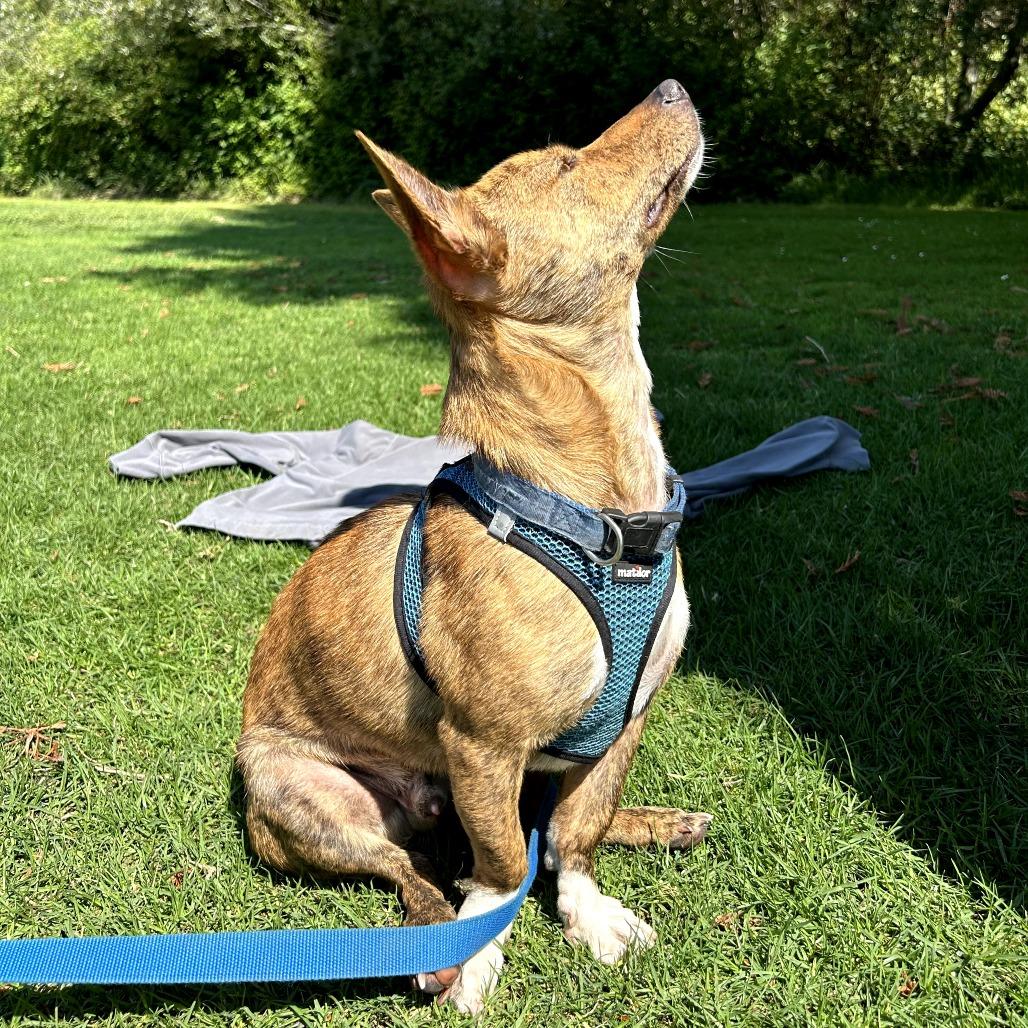 Enlarge Sunny, a Adoptable mixed breed in Sonoma, CA image 3/6