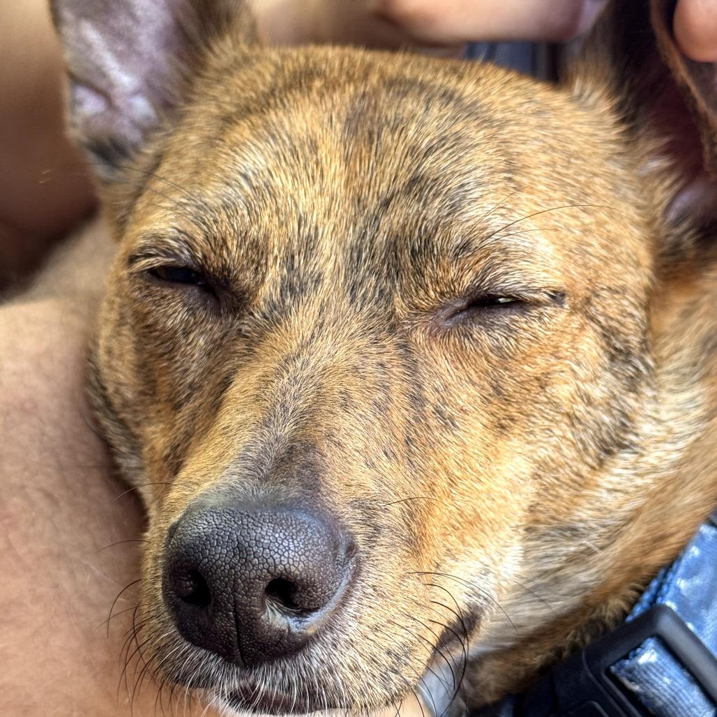 Enlarge Sunny, a Adoptable mixed breed in Sonoma, CA image 4/6