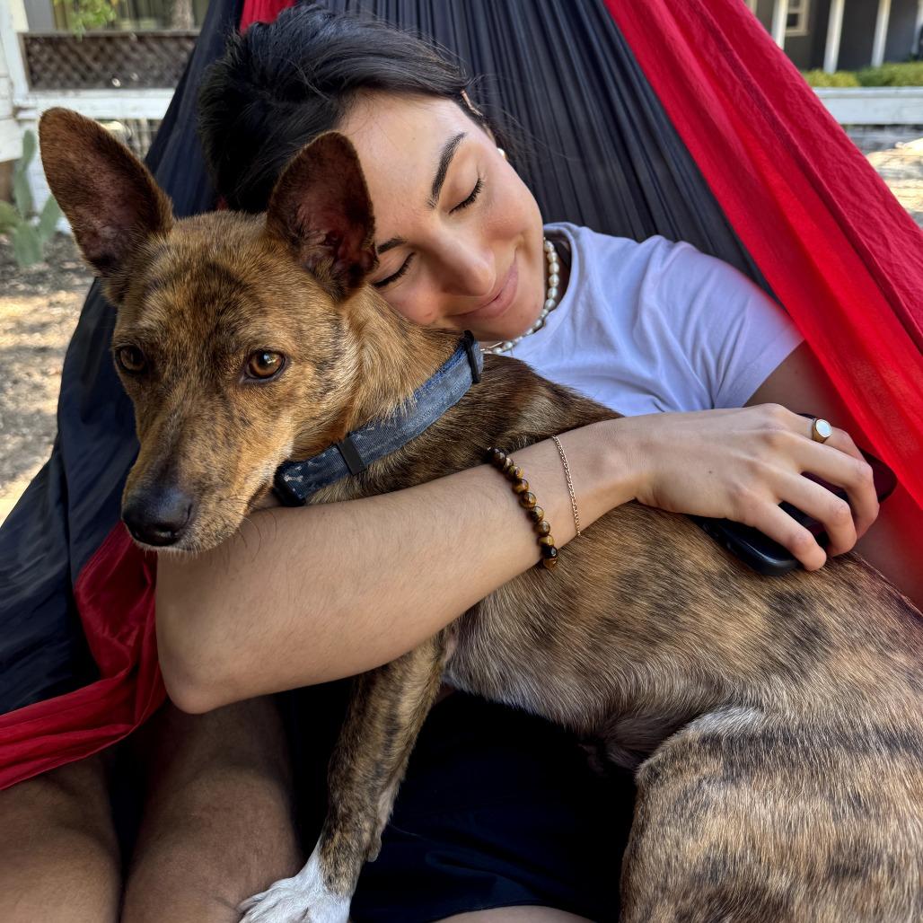 Enlarge Sunny, a Adoptable mixed breed in Sonoma, CA image 5/6