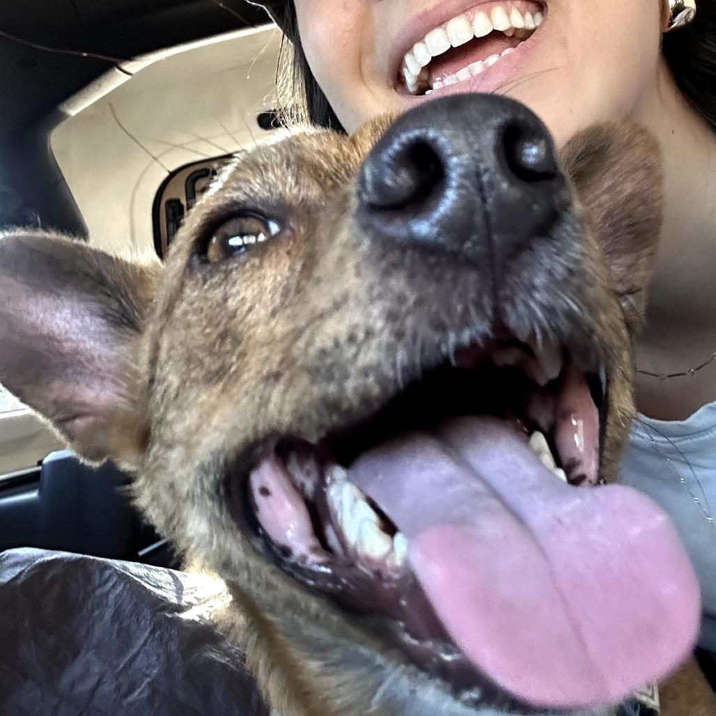 Enlarge Sunny, a Adoptable mixed breed in Sonoma, CA image 6/6