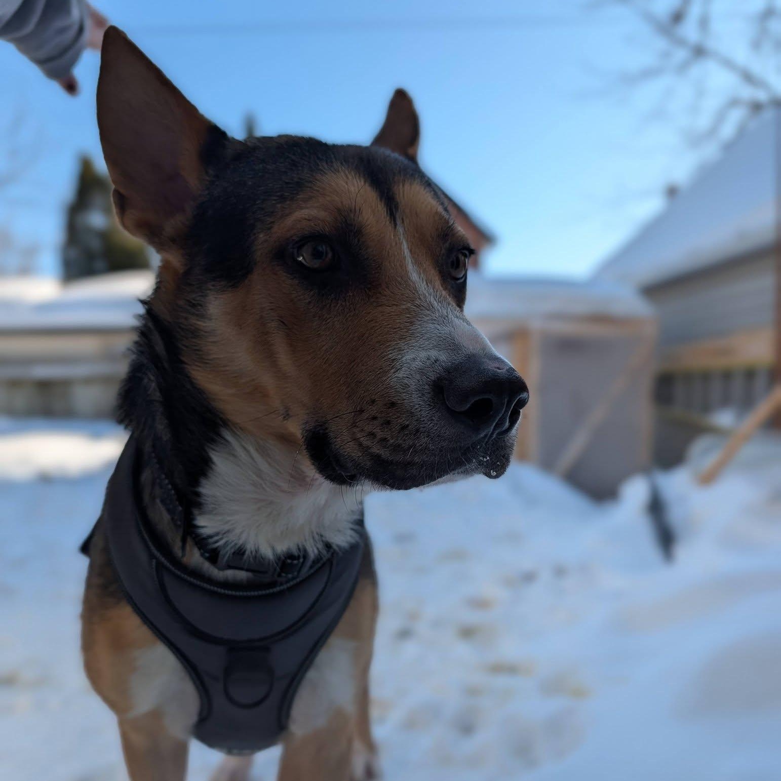 Norm, ADOPTABLE, Adult Male Shepherd.