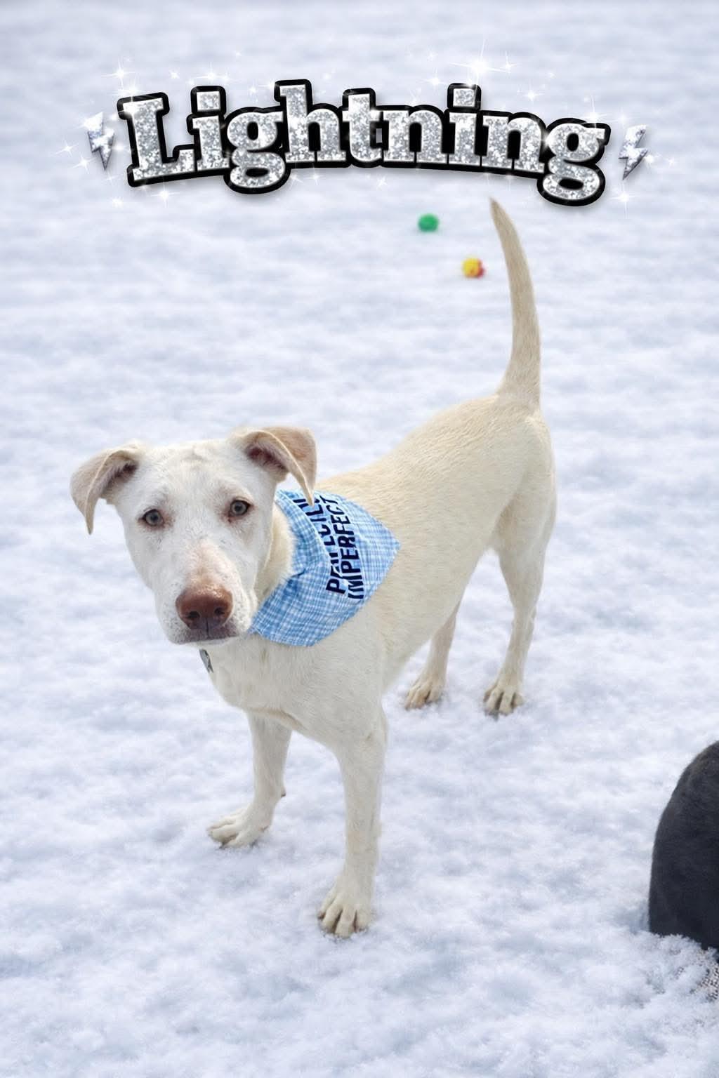 Lightning, ADOPTABLE, Young Male Yellow Labrador Retriever.