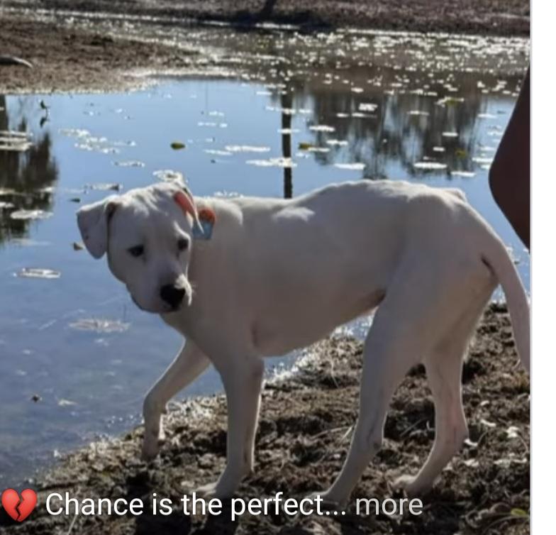 Enlarge Chance 2, a Adoptable Labrador Retriever in Panama City, FL image 1/5