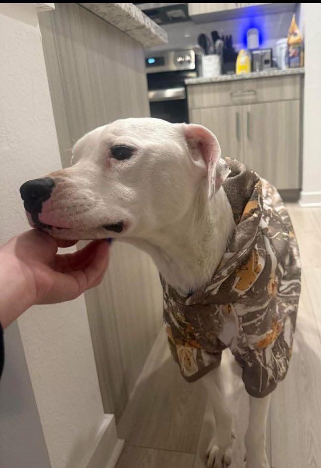 Enlarge Chance 2, a Adoptable Labrador Retriever in Panama City, FL image 3/5