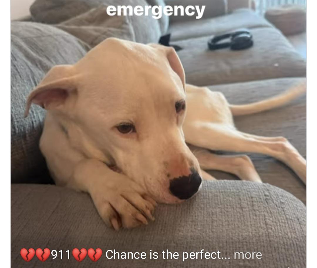 Enlarge Chance 2, a Adoptable Labrador Retriever in Panama City, FL image 4/5