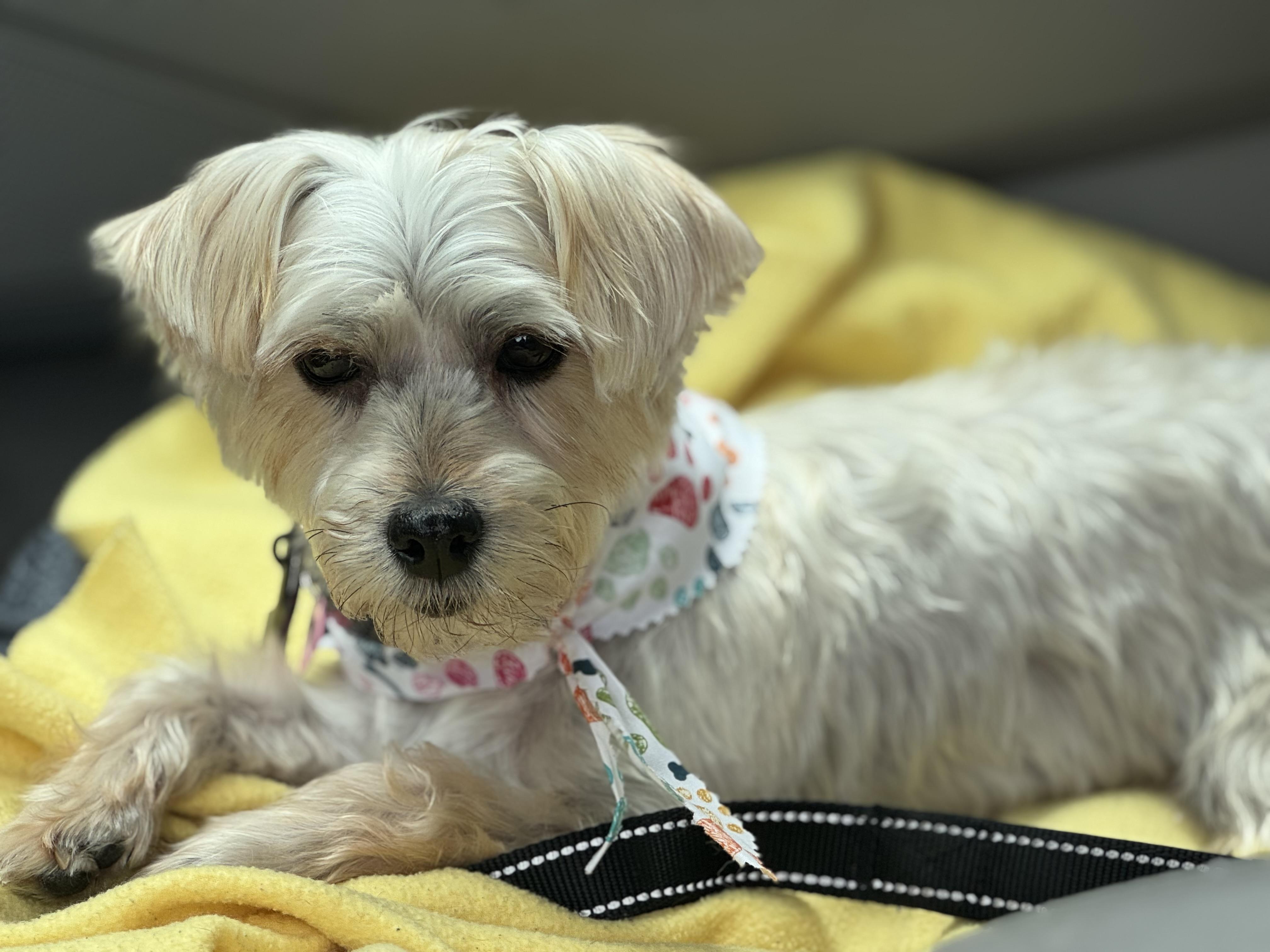 Mitzi
